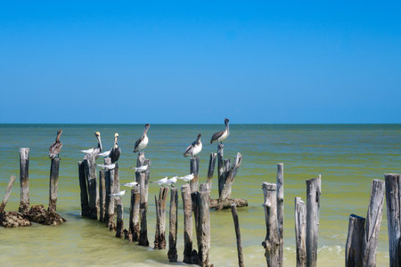 Brown pelicans and seabirds rest on old wooden pilings off Holbox Island, Mexicoの写真素材
