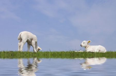 little lambsの写真素材