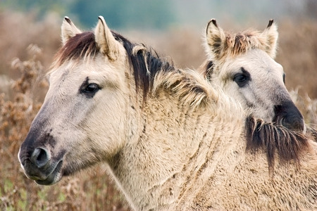 two Konik horsesの写真素材