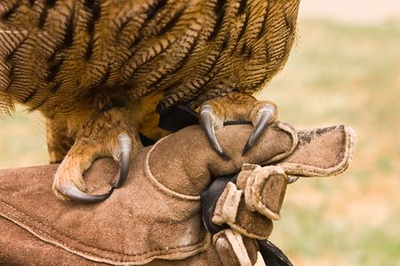 claws of an owl on the glove of a falconerの写真素材