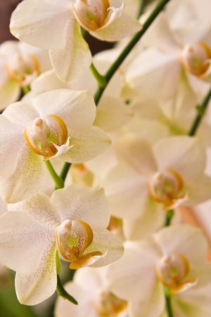beautiful orchid flowersの写真素材