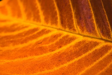 autumn leaf shallow dofの写真素材