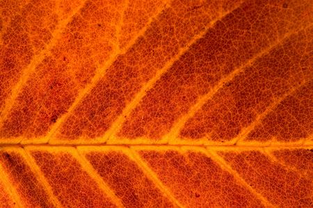 autumn leaf