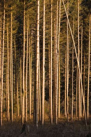 winter pine forest