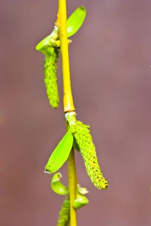 macro of willow flower