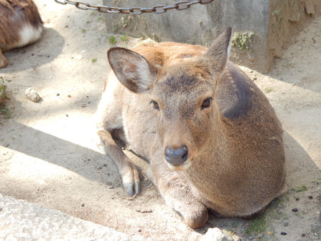 deer in the zoo, close-up of head and neckの写真素材