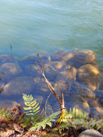 River with rocks and plants in the water. Selective focus.の写真素材