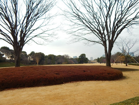 Park in Tokyo, Japan. It is one of the largest parks in the world.の写真素材