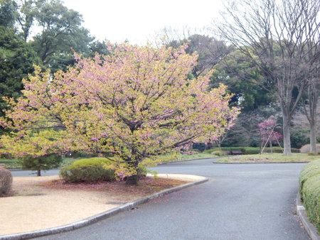 cherry blossom tree in a park, closeup of photoの写真素材