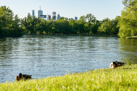 ducks at the edge of a lawn and pond in park on Toronto Island with skyline cityscape in the background and person kayaking paddling on water in boatの写真素材