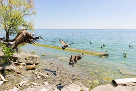 fleet of Canada geese takes off flying over Lake Ontario to migrate southの写真素材