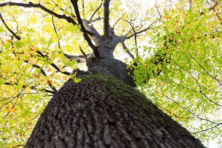 tall beech tree with dark tree bark and moss leaves in green yellow orange autumn colors branching outの写真素材
