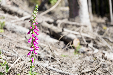 new magenta purple forest flower blossoming after long drought dry wood tree bark shallow depth of field high contrast colorの写真素材