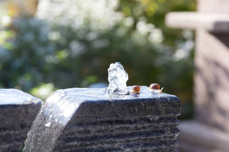 two small slugs snails house on back taking bath shower on water fountain in green garden area sunny dayの写真素材