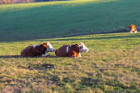 two cows relaxing after eating grass and lying on field  in setting autumn sunの写真素材