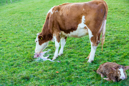 mother cow with new born calf hours after giving birth on green grasslandの写真素材