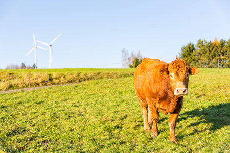 Cow grazing on meadow wind turbines in background rural landscape blue cloudless skyの写真素材