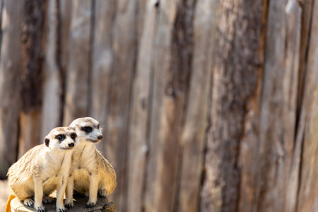 two meerkats sitting close together on a tree stump staring in different directions into the distance negative spaceの写真素材