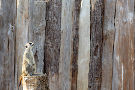 meerkat standing tall on a tree stump looking to the upper right as if observing or anticipatingの写真素材