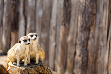 two meerkats sitting close together on a tree stump staring in the same direction into the distance negative spaceの写真素材