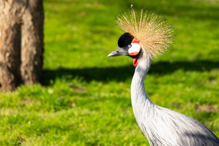 grey crowned crane in profile walking around on green grass near treeの写真素材