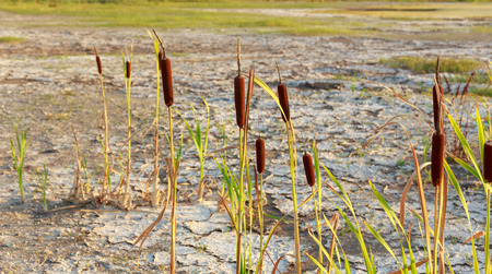 cracked dry soil in dried out lake with remaining resilient plants after hot extreme summer and droughtの写真素材