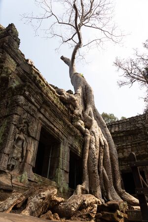 giant white tree with thick air roots growing on ancient stone ruins of crashed temple of Angkor in Cambodiaの写真素材