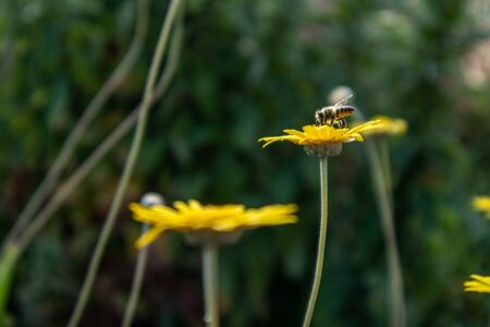 Bee on a daisy in Springの写真素材