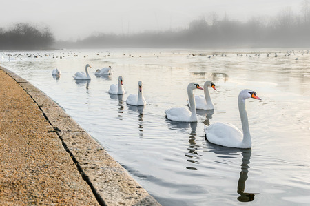 Swans Hyde Parkの写真素材