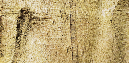 Tree bark texture background. Panoramic photo of the tree bark texture.