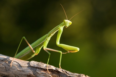 Mantis religiosa の写真素材