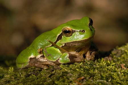Hyla arborea