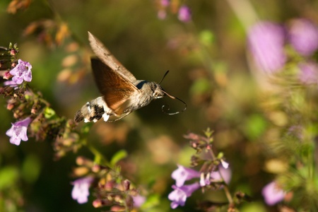 Macroglossum stellatarumの写真素材