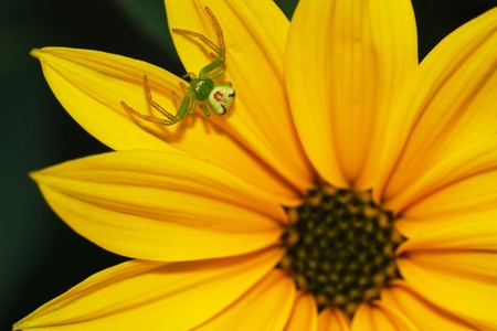 Spider on flower genus Misumenaの写真素材