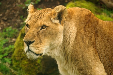 Panthera leo somaliensisの写真素材