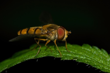 Episyrphus balteatusの写真素材