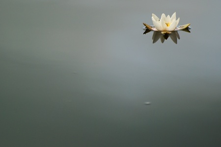 Nymphaea albaの写真素材