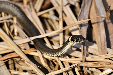 Snake huntingの写真素材