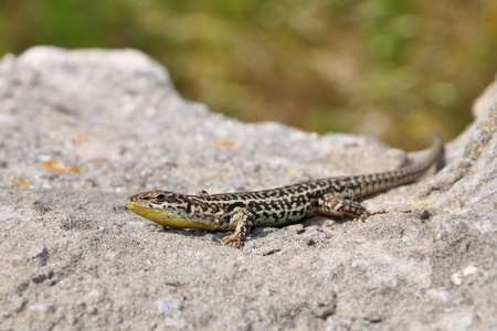 Lizard genus Podarcisの写真素材