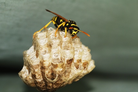 Polistes gallicusの写真素材