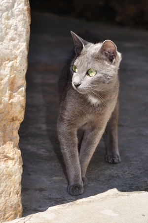 Kittenの写真素材