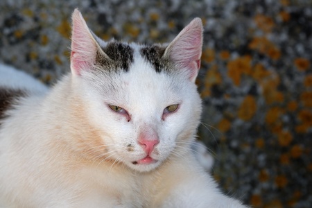 Portrait of a catの写真素材