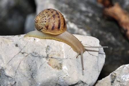 Snail crawlingの写真素材