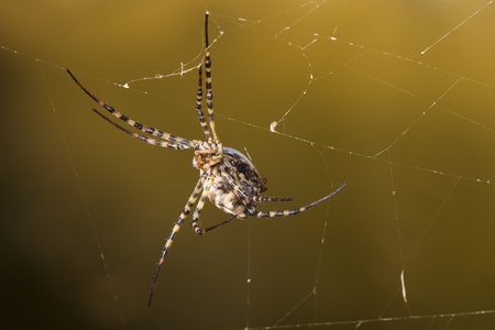 Argiope lobataの写真素材