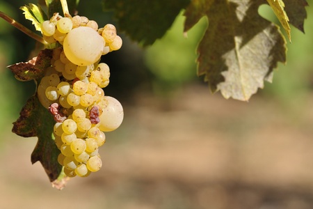 Grapevineの写真素材