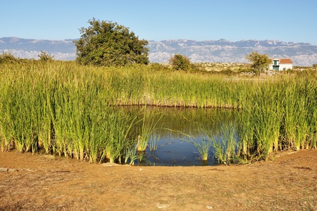 Pond in the reedsの写真素材