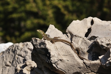 Podarcis tauricaの写真素材