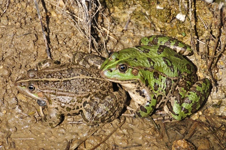 Pelophylax ridibundusの写真素材