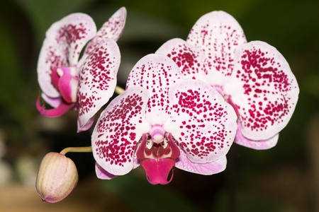 Orchidの写真素材