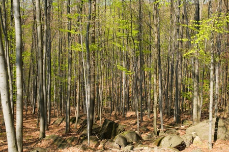 Spring forestの写真素材